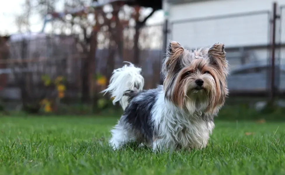  Biewer Terrier peludo ao ar livre