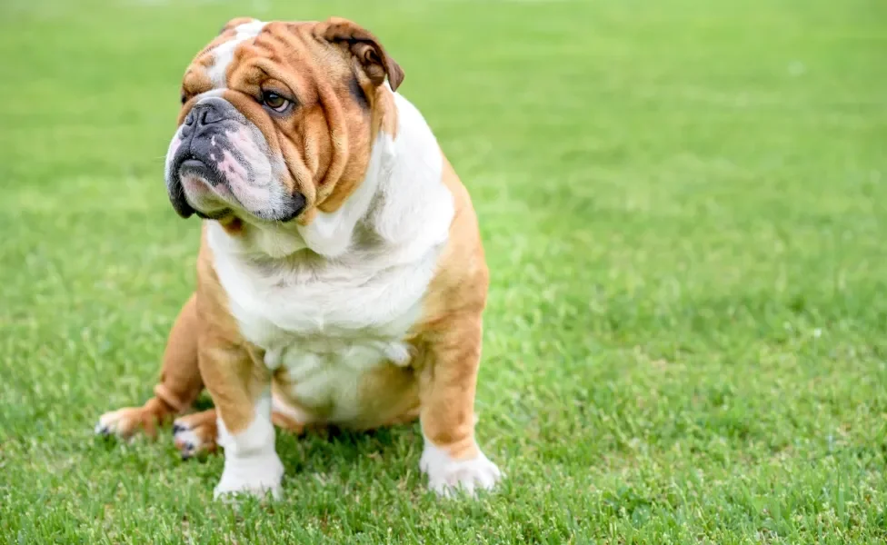 Buldogue Inglês sentado na grama