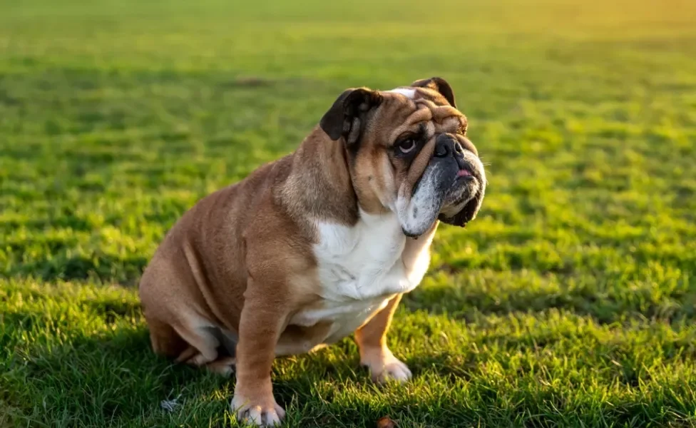 Buldogue Inglês sentado na grama