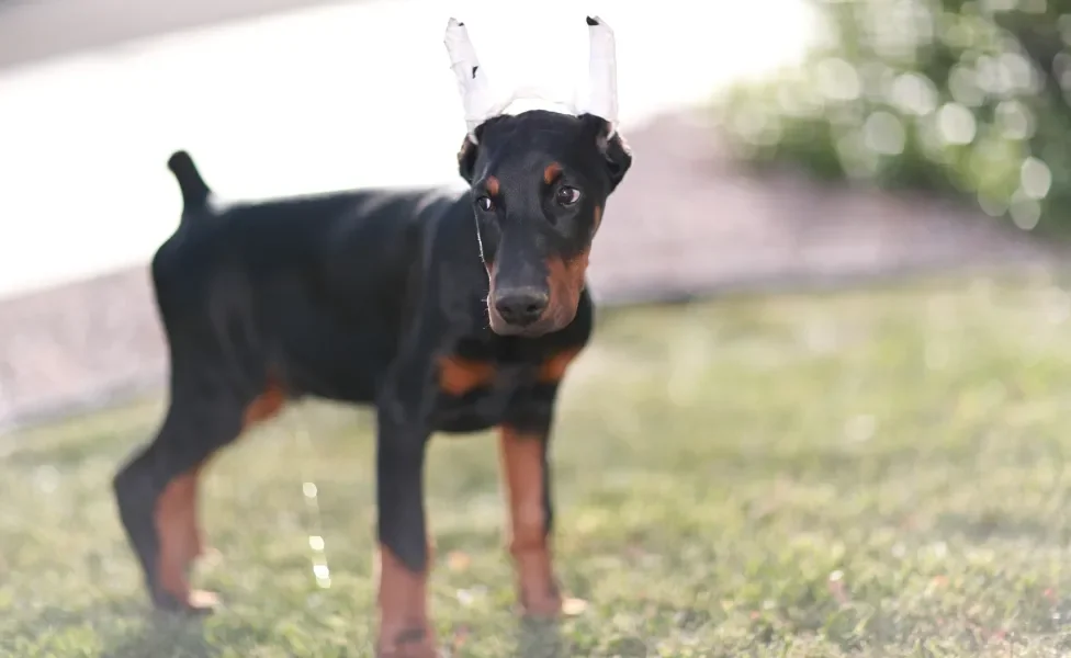 Doberman após realizar o procedimento de conchectomia com as orelhas enfaixadas