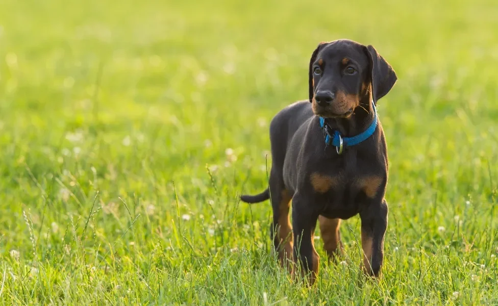 Doberman em pé na grama