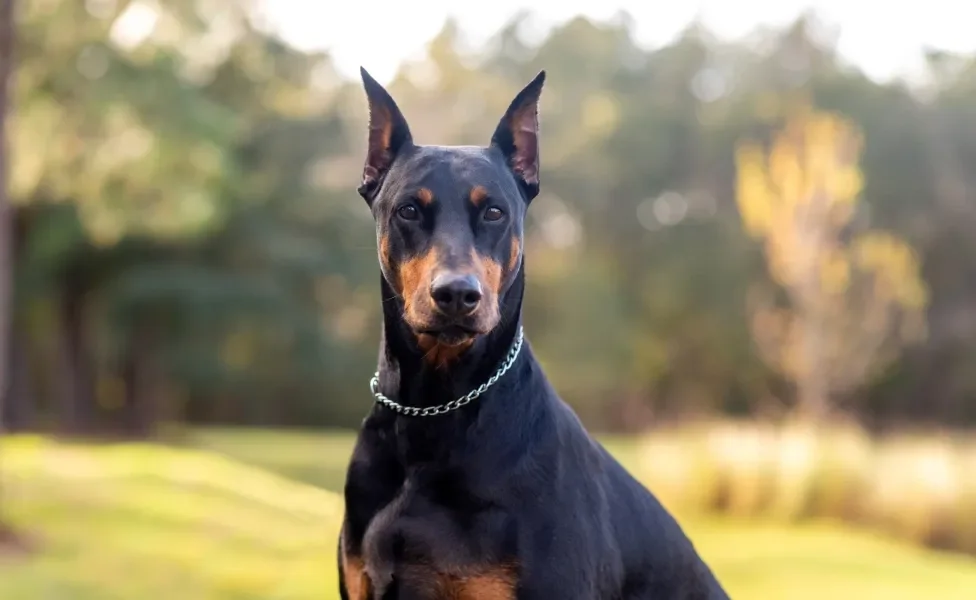 Doberman de orelha cortada ao ar livre