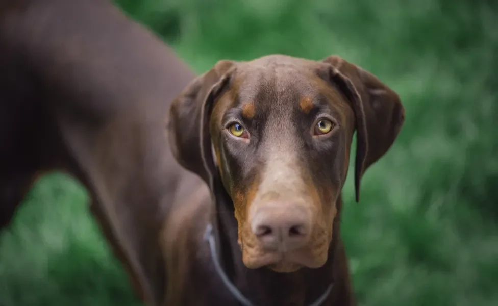 rosto de Doberman em pé ao ar livre