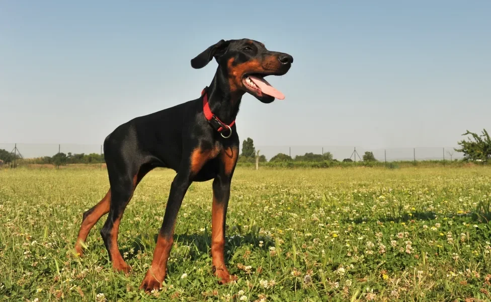 Doberman em pé ao ar livre