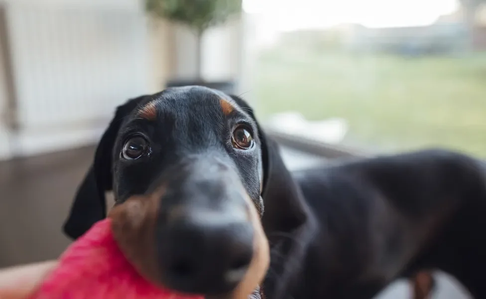 Doberman brincando com pelúcia