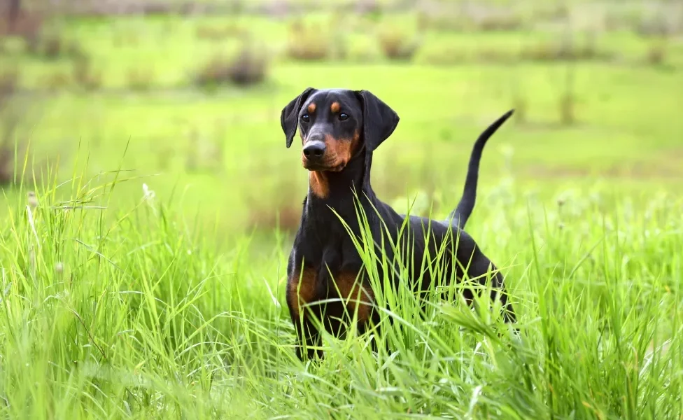 Doberman de pé ao ar livre