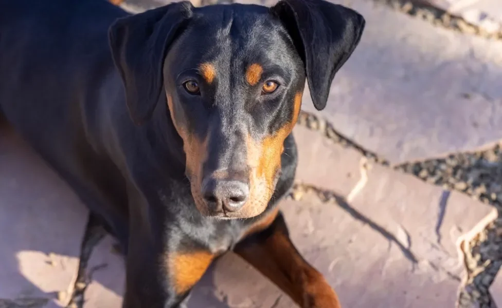 Doberman deitado ao ar livre