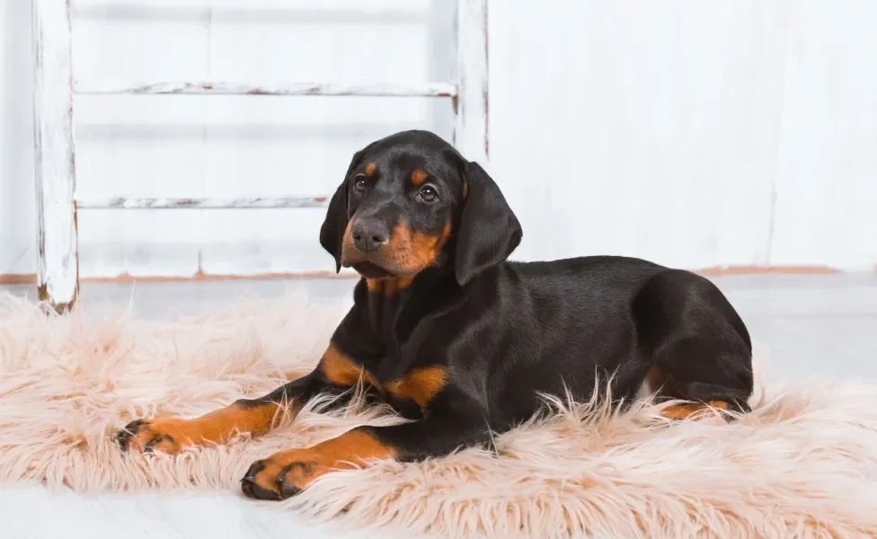 Doberman filhote deitado no tapete