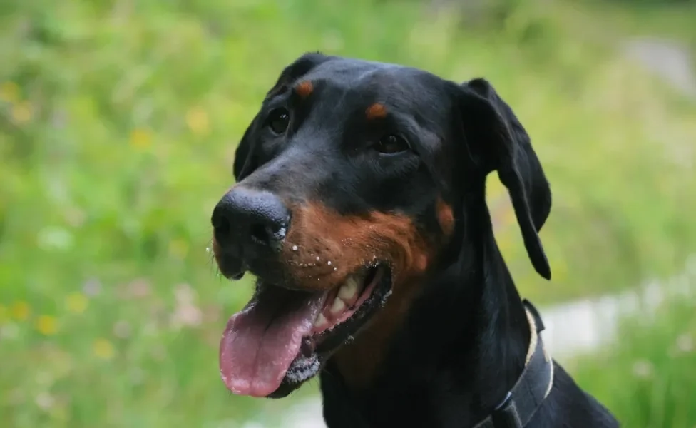 rosto de Doberman ao ar livre