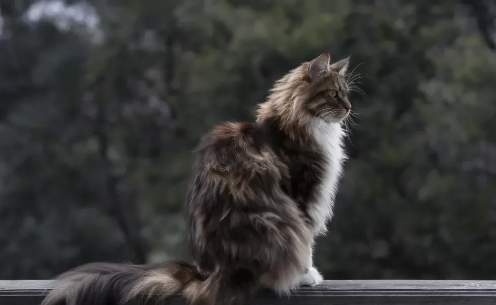 Maine Coon sentado