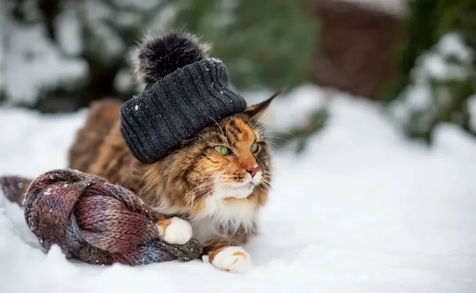 Maine Coon na neve usando chapéu