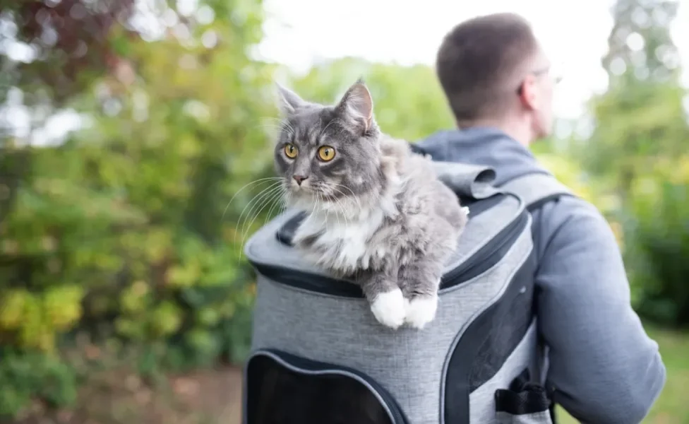 Maine Coon passeando na mochila do tutor