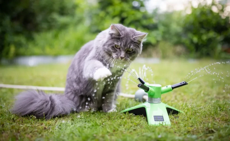 Maine Coon brincando com água