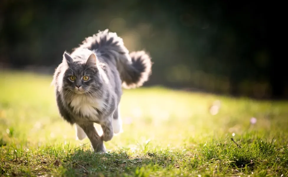 Maine Coon correndo