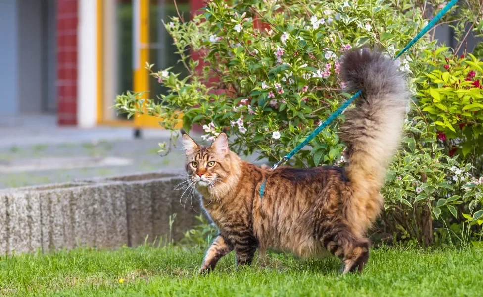 Maine Coon ao ar livre de coleira