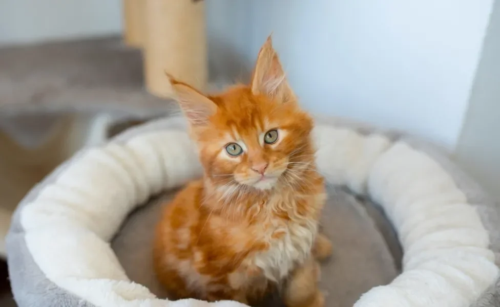 Maine Coon filhote deitado na cama