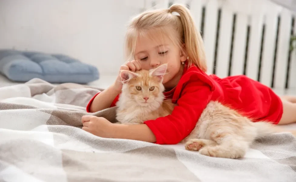 criança ao lado de Maine Coon