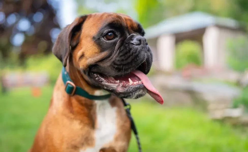 rosto de cachorro boxer