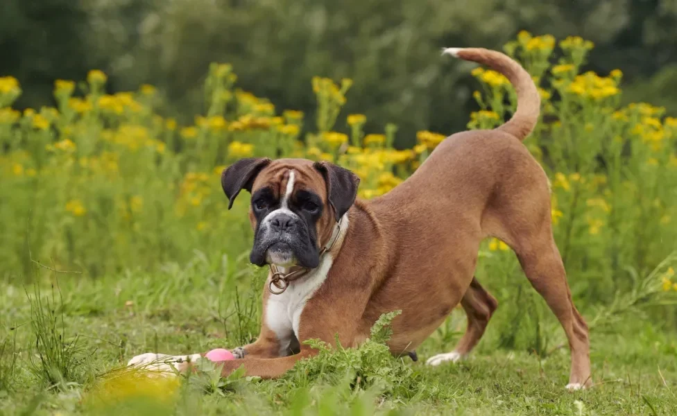 Cachorro Boxer brincando ao ar livre