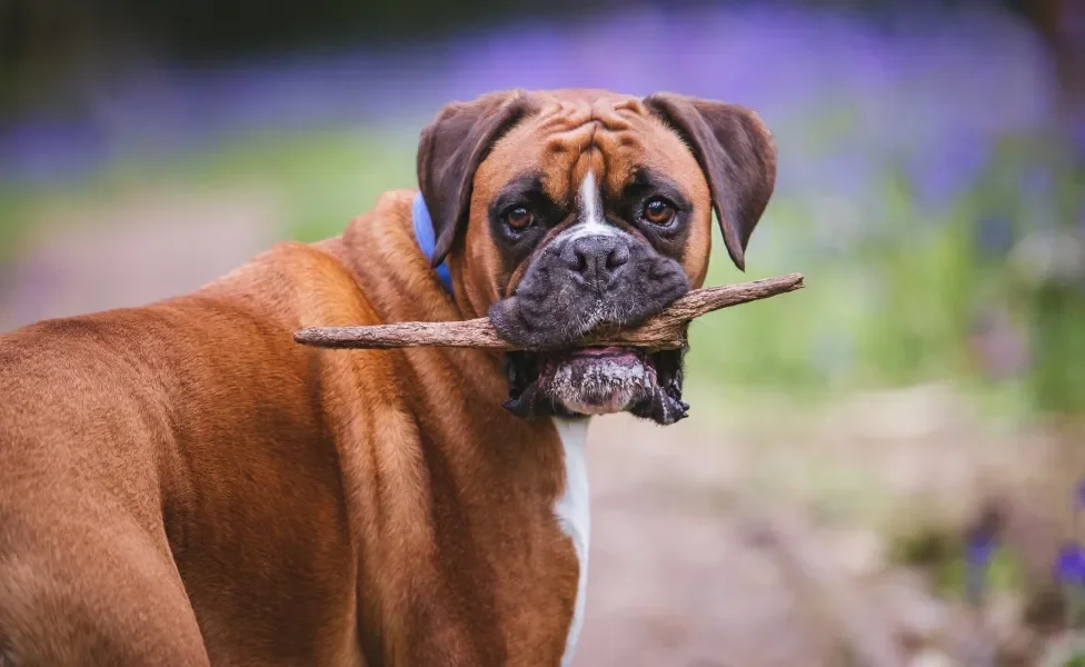 cachorro boxer com galho na boca