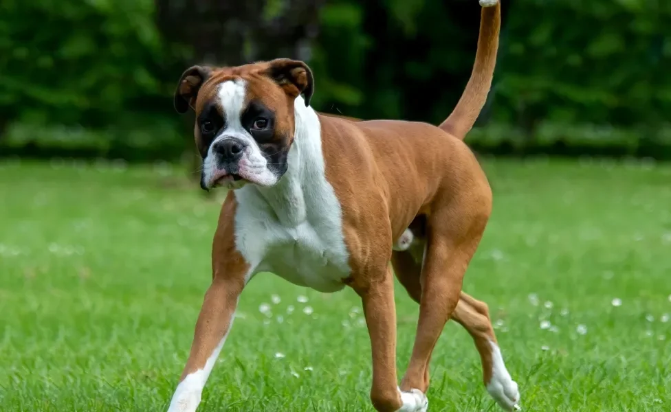 cachorro boxer ao ar livre