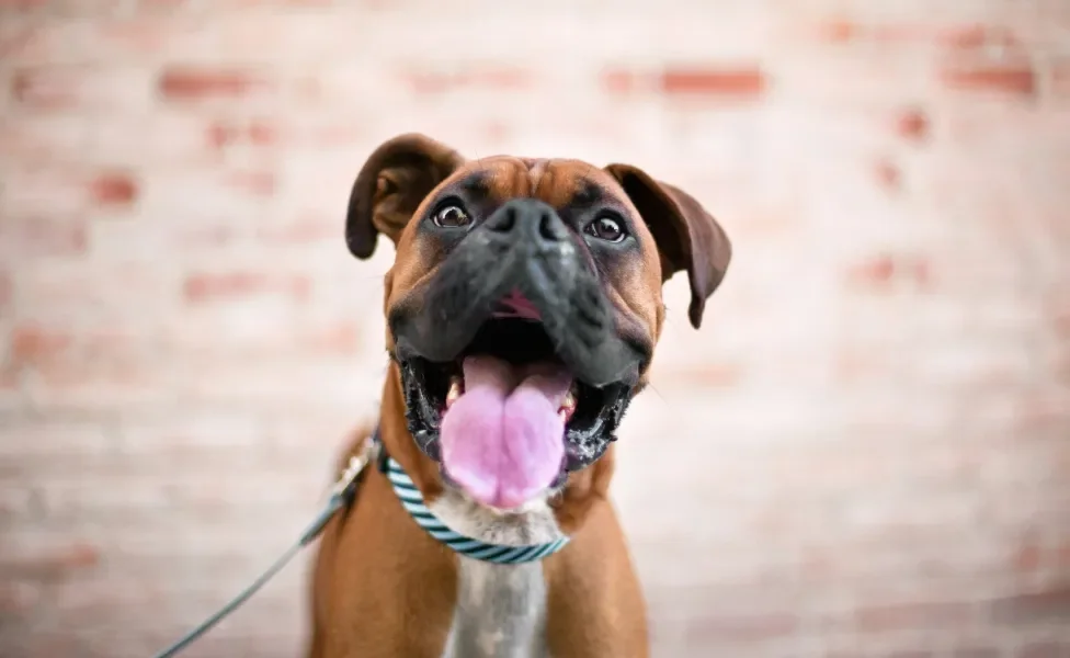 cachorro boxer de boca aberta