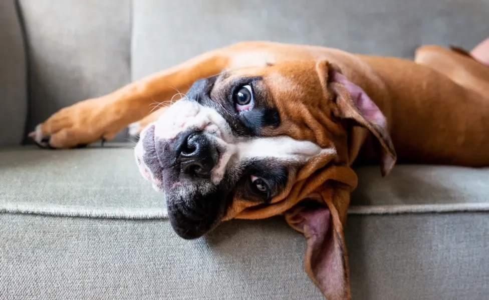 cachorro boxer deitado no sofá