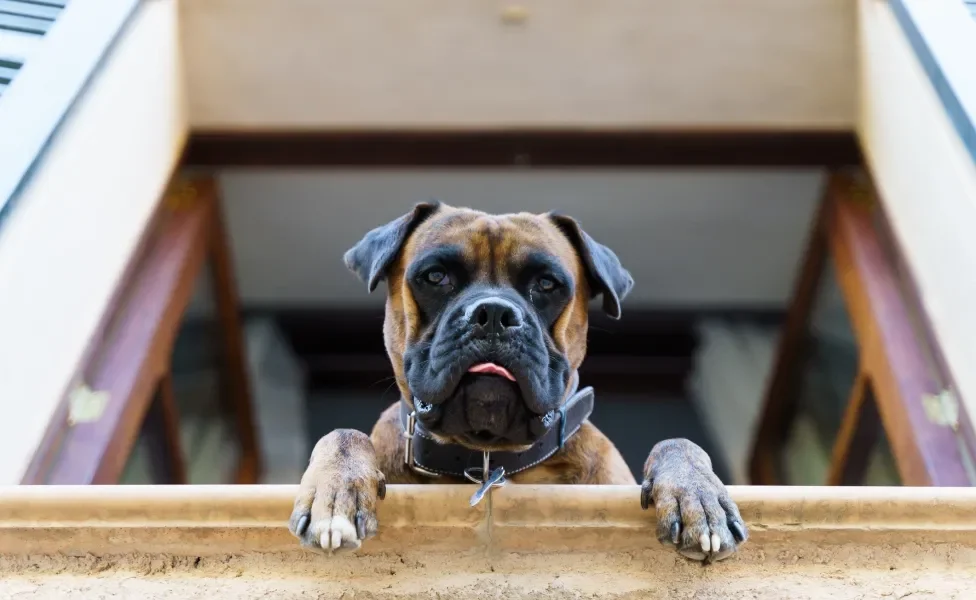 cachorro boxer olhando pela janela de casa