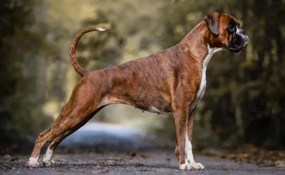 cachorro boxer de perfil