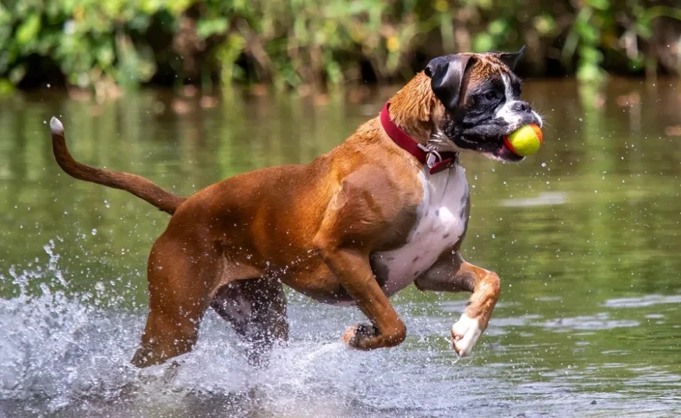 cachorro boxer brincando no lago