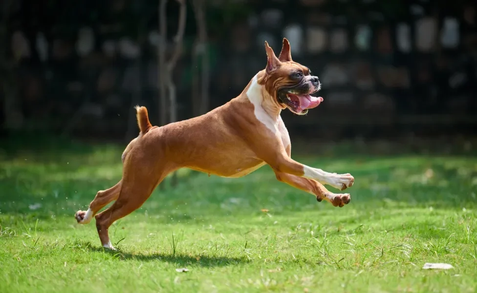 cachorro boxer correndo ao ar livre