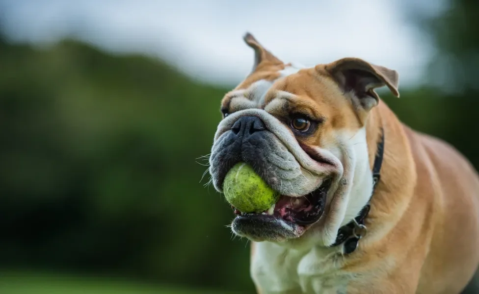 Buldogue Inglês com bola de tênis na boca