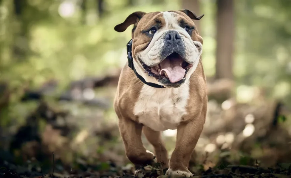 Buldogue Inglês correndo ao ar livre