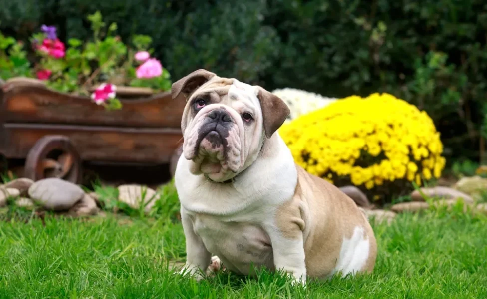 Buldogue Inglês sentado na grama