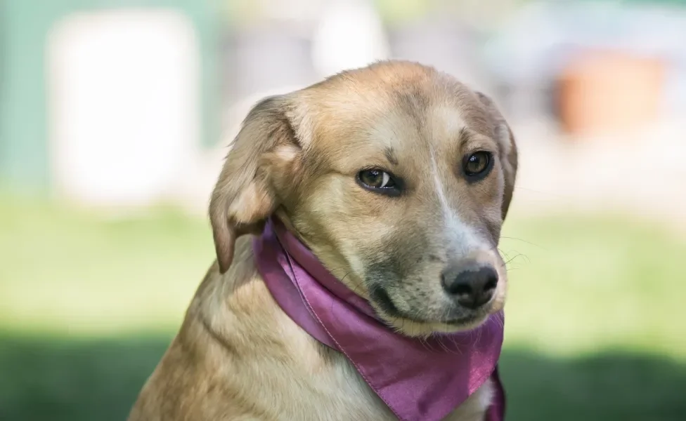 cachorro vira lata caramelo usando uma bandana rosa