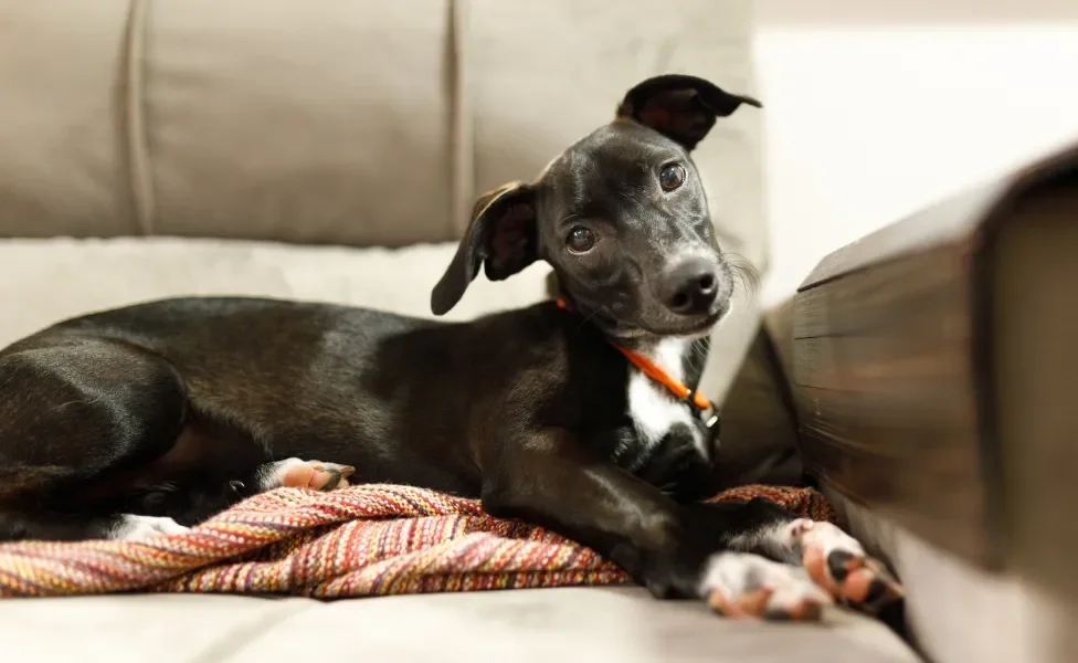 cachorro vira lata preto deitado no sofá