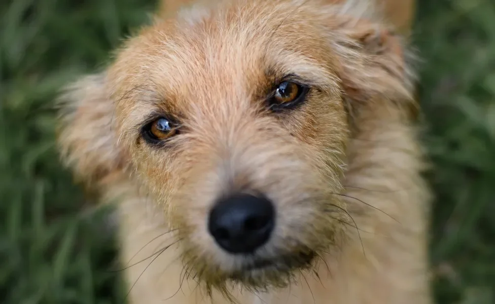 rosto de um cachorro vira lata fiapo de manga