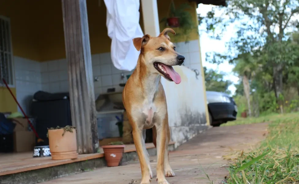 cachorro vira lata caramelo em quintal de casa