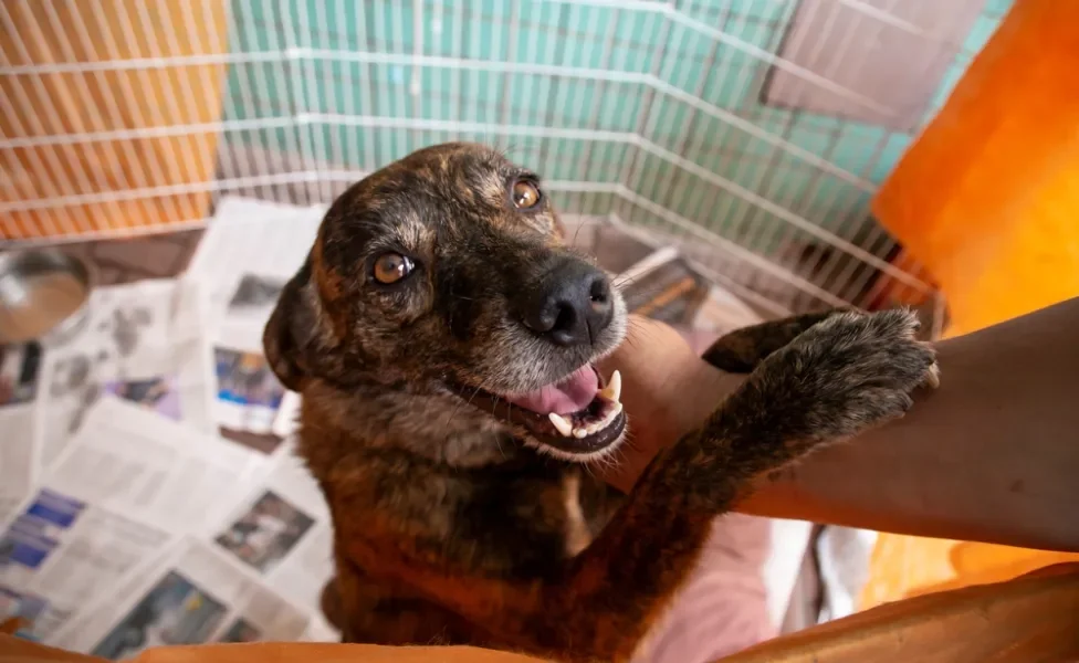 cachorro vira lata para adoção 