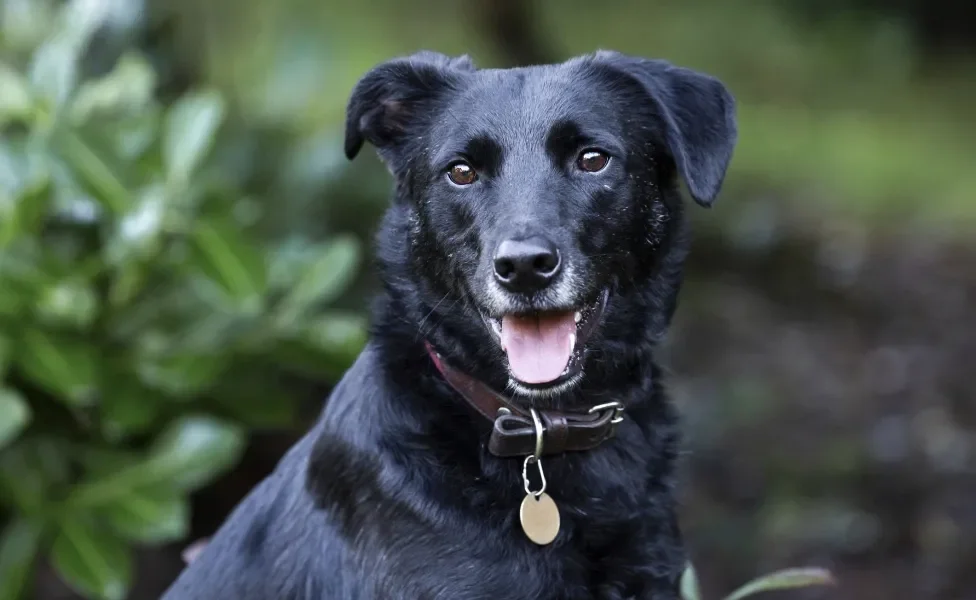 cachorro vira lata preto ao ar livre