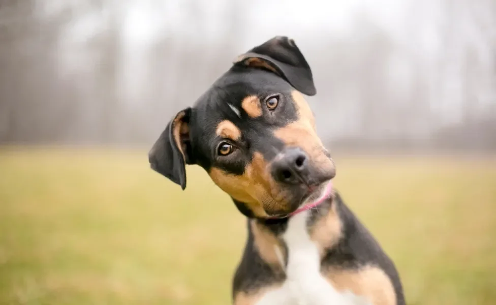 cachorro vira lata com a cabeça virada para o lado