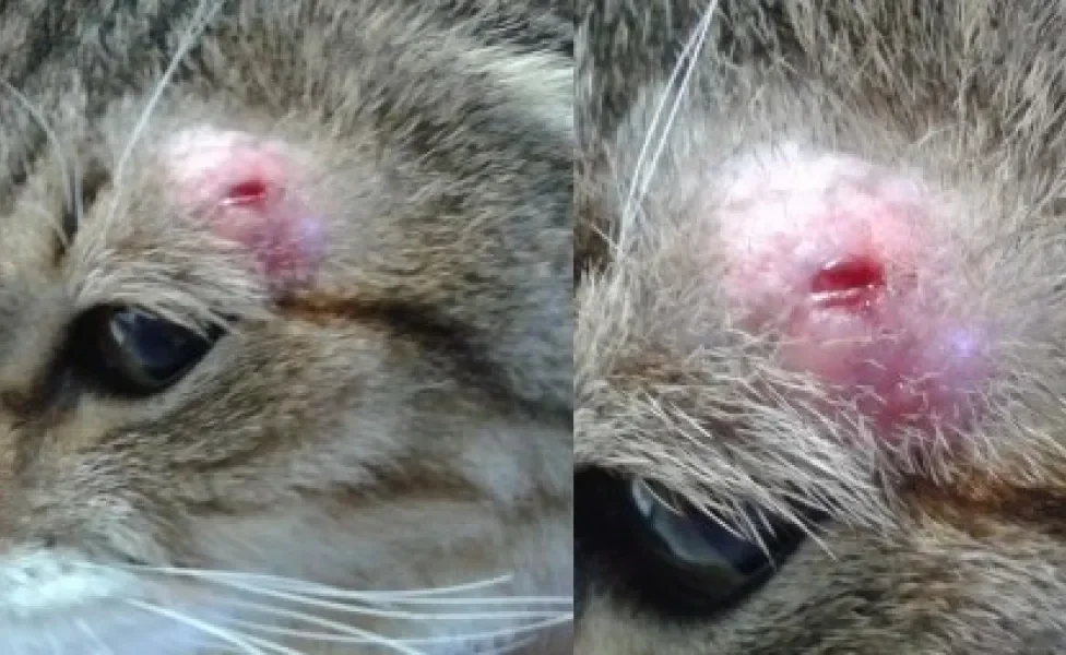 feridas de câncer de pele em gatos no rosto de felino