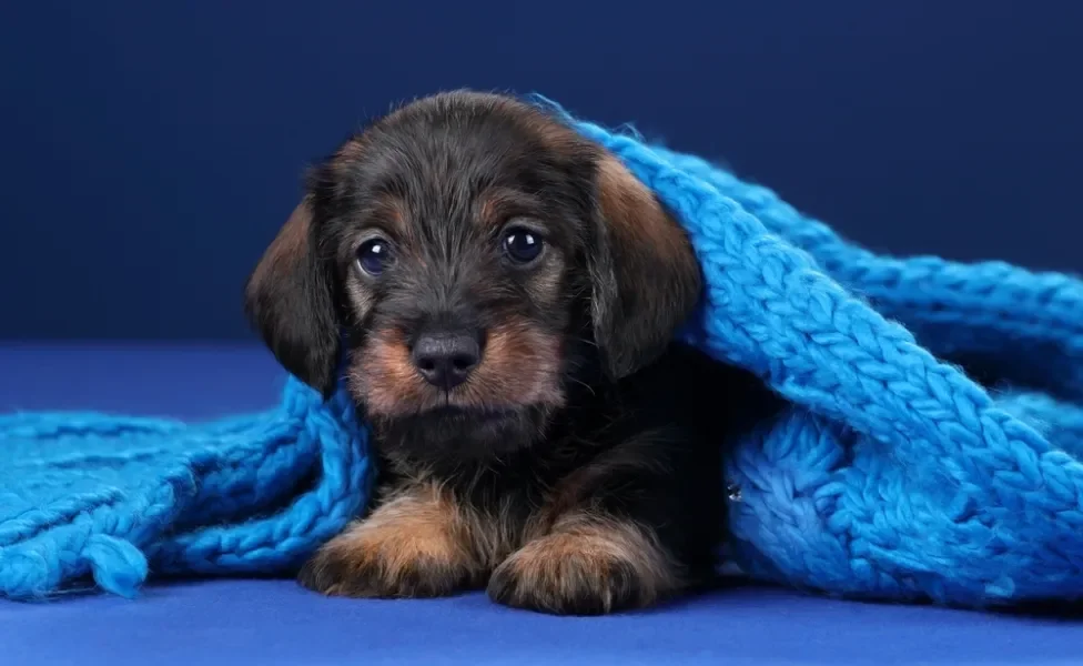 dachshund filhote de pelo duro enrolado na coberta azul