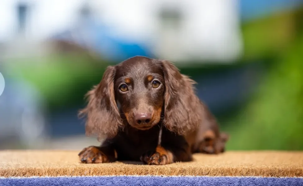 dachshund de pelo longo marrom filhote