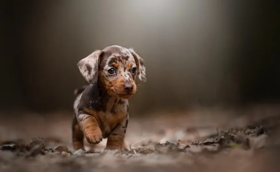 dachshund filhote de pelo curto merle