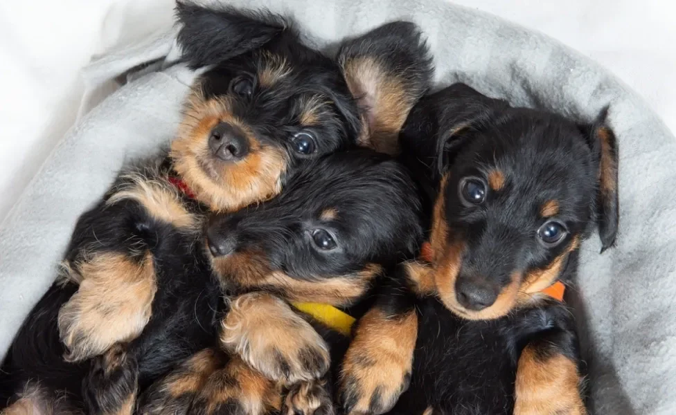 três dachshund filhotes pretos de pelo duro