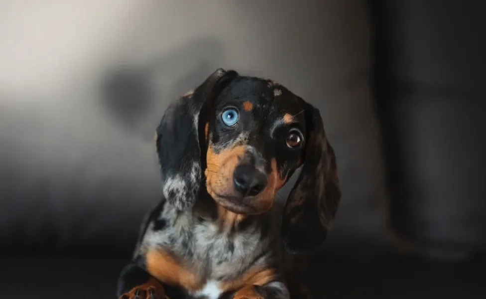 dachshund filhote preto com heterocromia