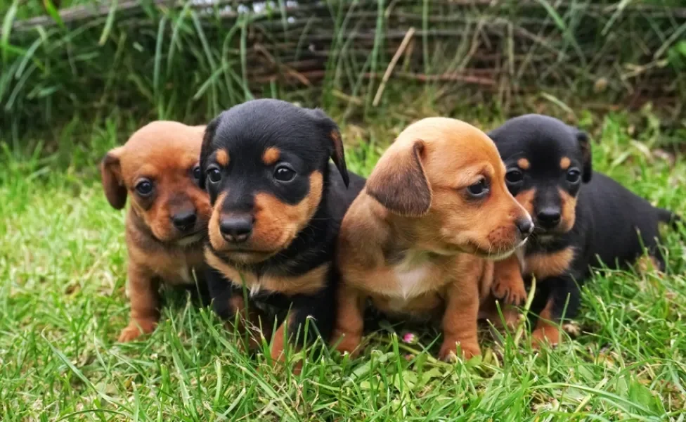 quatro dachshund filhotes de pelo curto