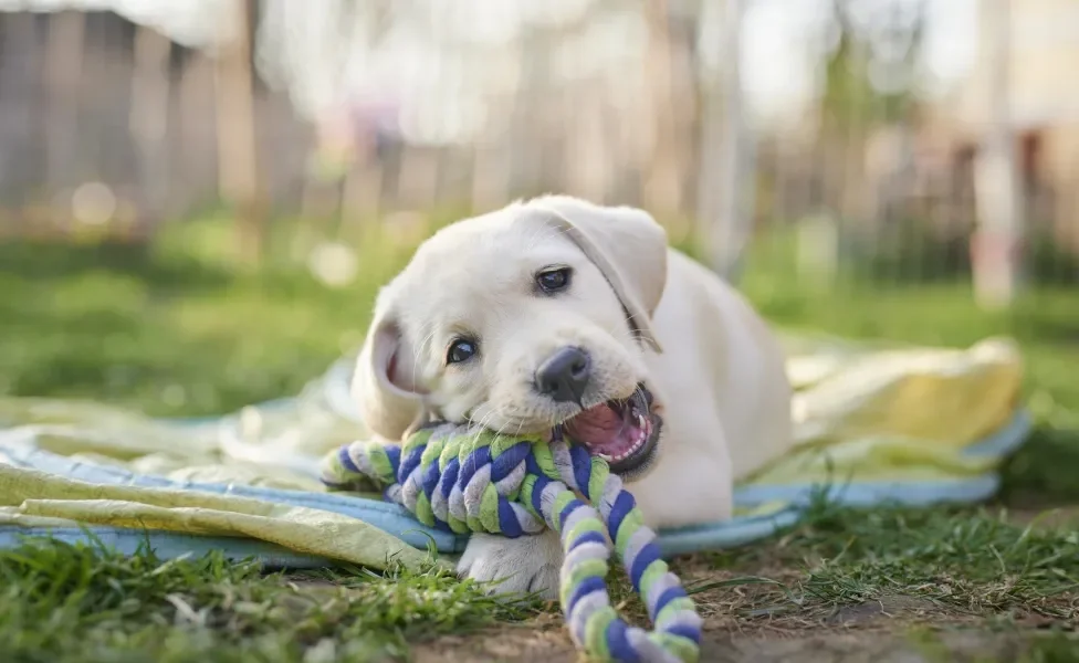 filhote de cachorro da raça Labrador brincando na grama