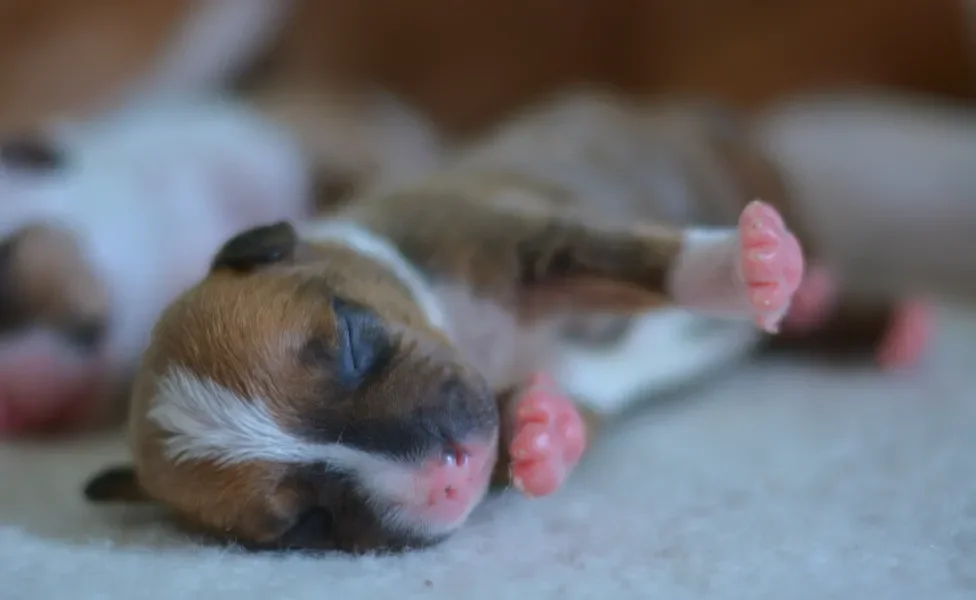 filhote de cachorro recém nascido de olhos fechados